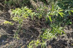 Passiflora caerulea_Katarzyna Zarnowiec CC BY-SA