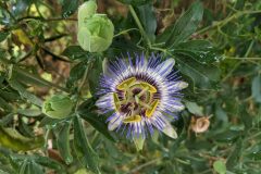 Passiflora caerulea_Katarzyna Zarnowiec CC BY-SA