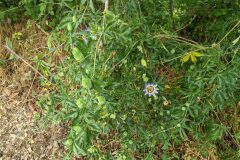 Passiflora caerulea_Katarzyna Zarnowiec CC BY-SA