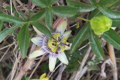 Passiflora caerulea_Merce Vallicrosa CC BY-NC