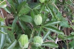 Passiflora caerulea_Merce Vallicrosa CC BY-NC