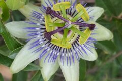 Passiflora caerulea_Merce Vallicrosa CC BY-NC
