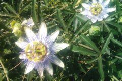 Passiflora caerulea_Sergi Barnola CC BY-NC