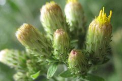 Pentanema conyzae_Jordi Puyuelo