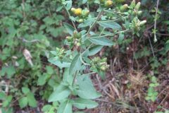 Pentanema conyzae_Jordi Puyuelo