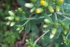 Pentanema conyzae_Merce Vallicrosa CC BY-NC