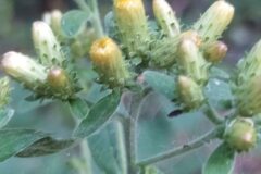 Pentanema conyzae_Merce Vallicrosa CC BY-NC