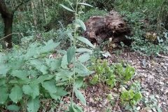 Pentanema conyzae_Merce Vallicrosa CC BY-NC