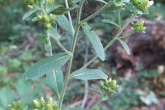 Pentanema conyzae_Merce Vallicrosa CC BY-NC