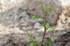 Persicaria hydropiper_Joaquim Reberte