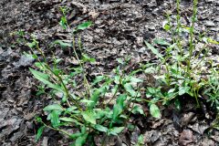 Persicaria hydropiper_Joaquim Reberte