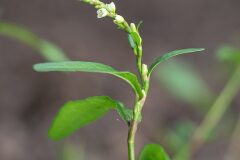 Persicaria hydropiper_Joaquim Reberte