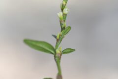 Persicaria hydropiper_Joaquim Reberte
