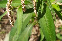 Persicaria lapathifolia_Merce Vallicrosa CC BY-NC