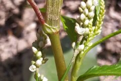 Persicaria lapathifolia_Merce Vallicrosa CC BY-NC