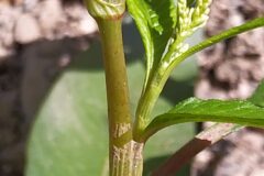 Persicaria lapathifolia_Merce Vallicrosa CC BY-NC