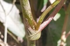 Persicaria lapathifolia_Merce Vallicrosa CC BY-NC