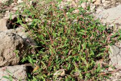 Persicaria maculosa_Joaquim Reberte