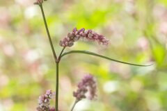Persicaria maculosa_Joaquim Reberte