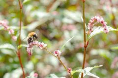 Persicaria maculosa_Joaquim Reberte