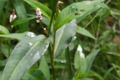 Persicaria maculosa_Merce Vallicrosa CC BY-NC