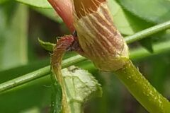 Persicaria maculosa_Merce Vallicrosa CC BY-NC