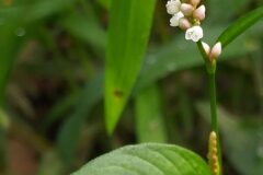 Persicaria maculosa_Merce Vallicrosa CC BY-NC