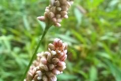 Persicaria maculosa_Neus Julia CC BY-SA