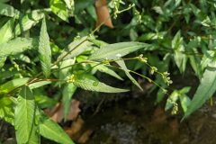 Persicaria mitis_Katarzyna Zarnowiec CC BY-SA