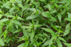 Persicaria mitis_Merce Vallicrosa CC BY-NC