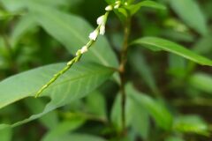 Persicaria mitis_Merce Vallicrosa CC BY-NC
