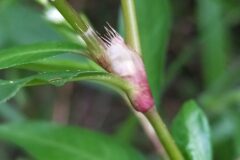 Persicaria mitis_Merce Vallicrosa CC BY-NC