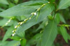 Persicaria mitis_Merce Vallicrosa CC BY-NC