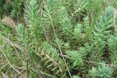 Petrosedum rupestre_Jordi Puyuelo