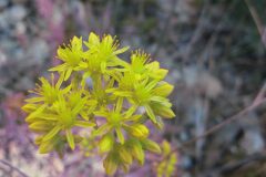 Petrosedum rupestre_Jordi Puyuelo