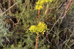 Petrosedum rupestre_Marc Rovira CC BY-NC