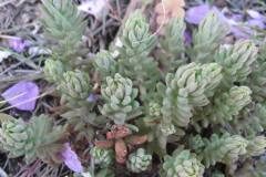 Petrosedum sediforme sediforme_Jordi Puyuelo