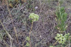 Petrosedum sediforme sediforme_Marc Rovira CC BY-NC