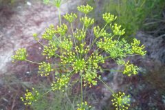 Peucedanum officinale officinale_Neus Julia CC BY-SA