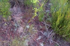 Peucedanum officinale officinale_Neus Julia CC BY-SA