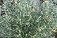 Phagnalon saxatile_Jordi Puyuelo