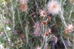 Phagnalon saxatile_Merce Vallicrosa CC BY-NC