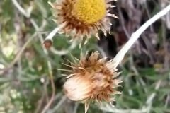 Phagnalon saxatile_Merce Vallicrosa CC BY-NC