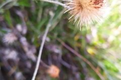 Phagnalon saxatile_Merce Vallicrosa CC BY-NC