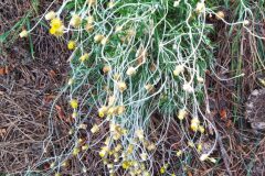 Phagnalon saxatile_Merce Vallicrosa CC BY-NC