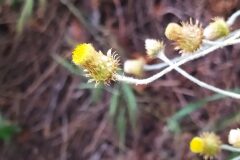 Phagnalon saxatile_Merce Vallicrosa CC BY-NC