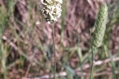 Phalaris aquatica_Merce Vallicrosa CC BY-NC