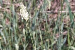 Phalaris aquatica_Merce Vallicrosa CC BY-NC