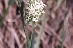 Phalaris aquatica_Merce Vallicrosa CC BY-NC