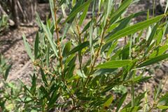 Phillyrea angustifolia_Andres Tello